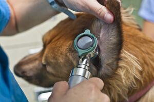 Отоскопия у собаки